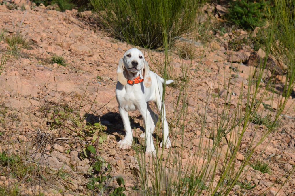 Du Bois Mulet - Chiot disponible  - Porcelaine