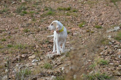 Collier jaune