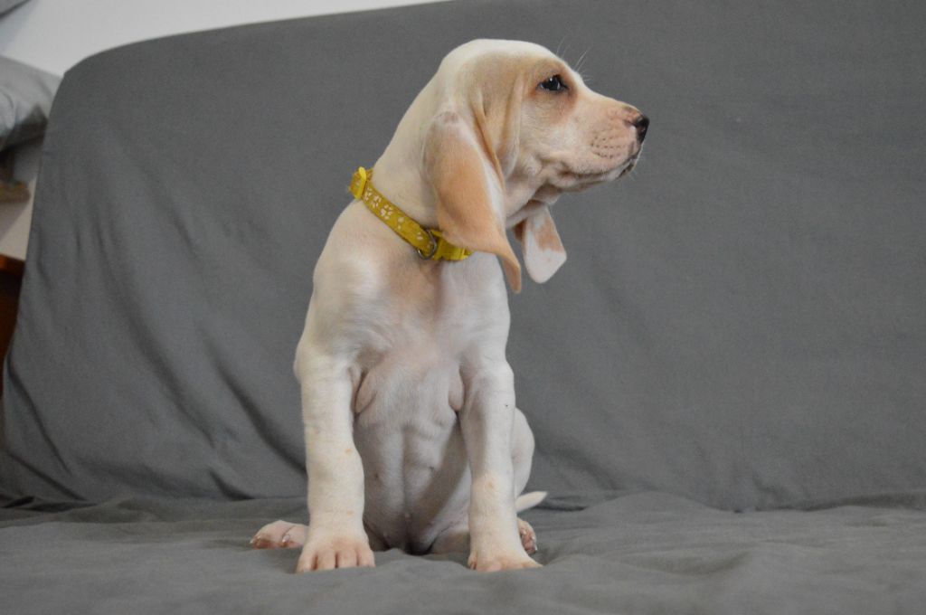 Du Bois Mulet - Chiot disponible  - Porcelaine