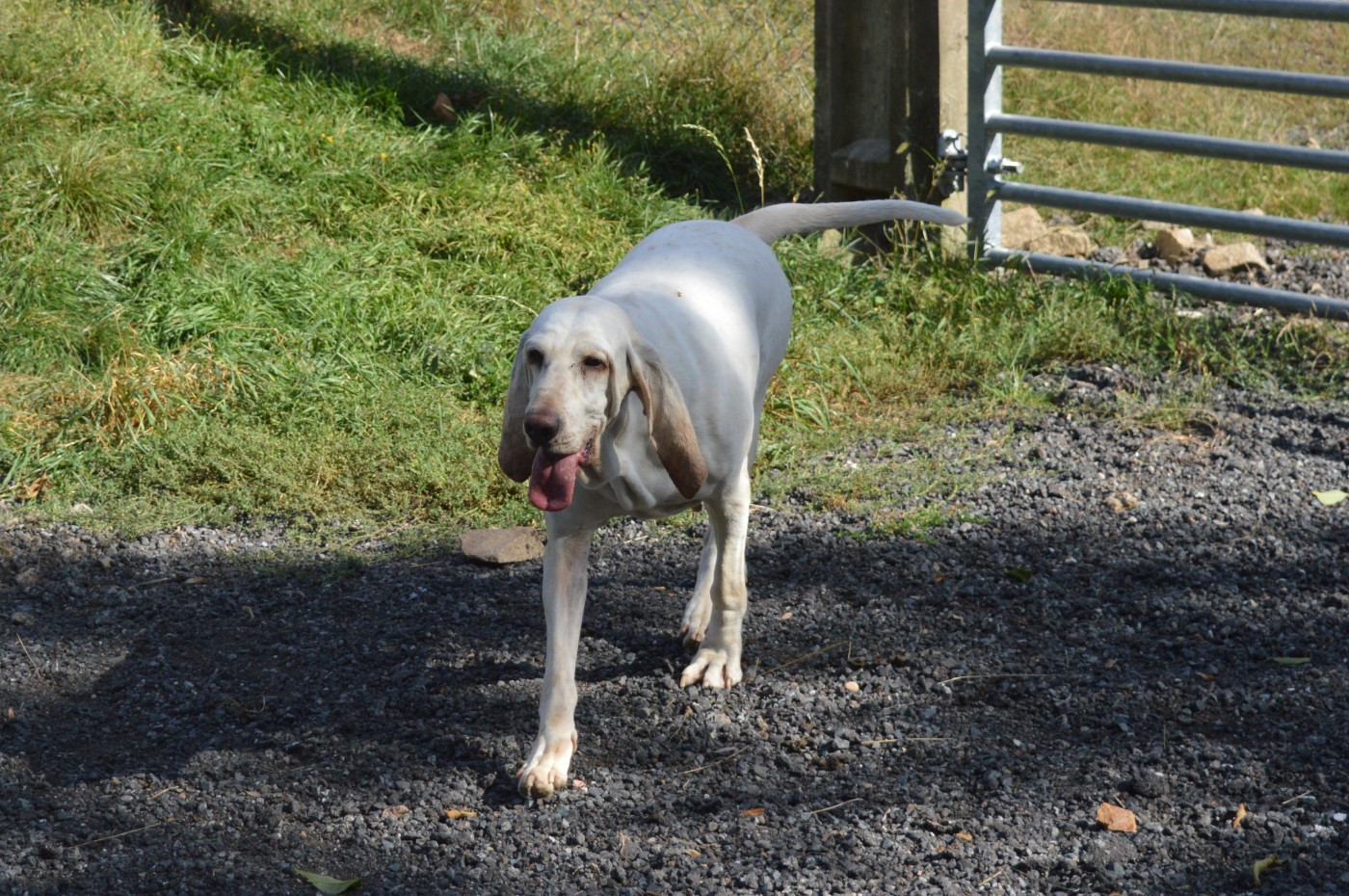Rustine du plateau de millevaches