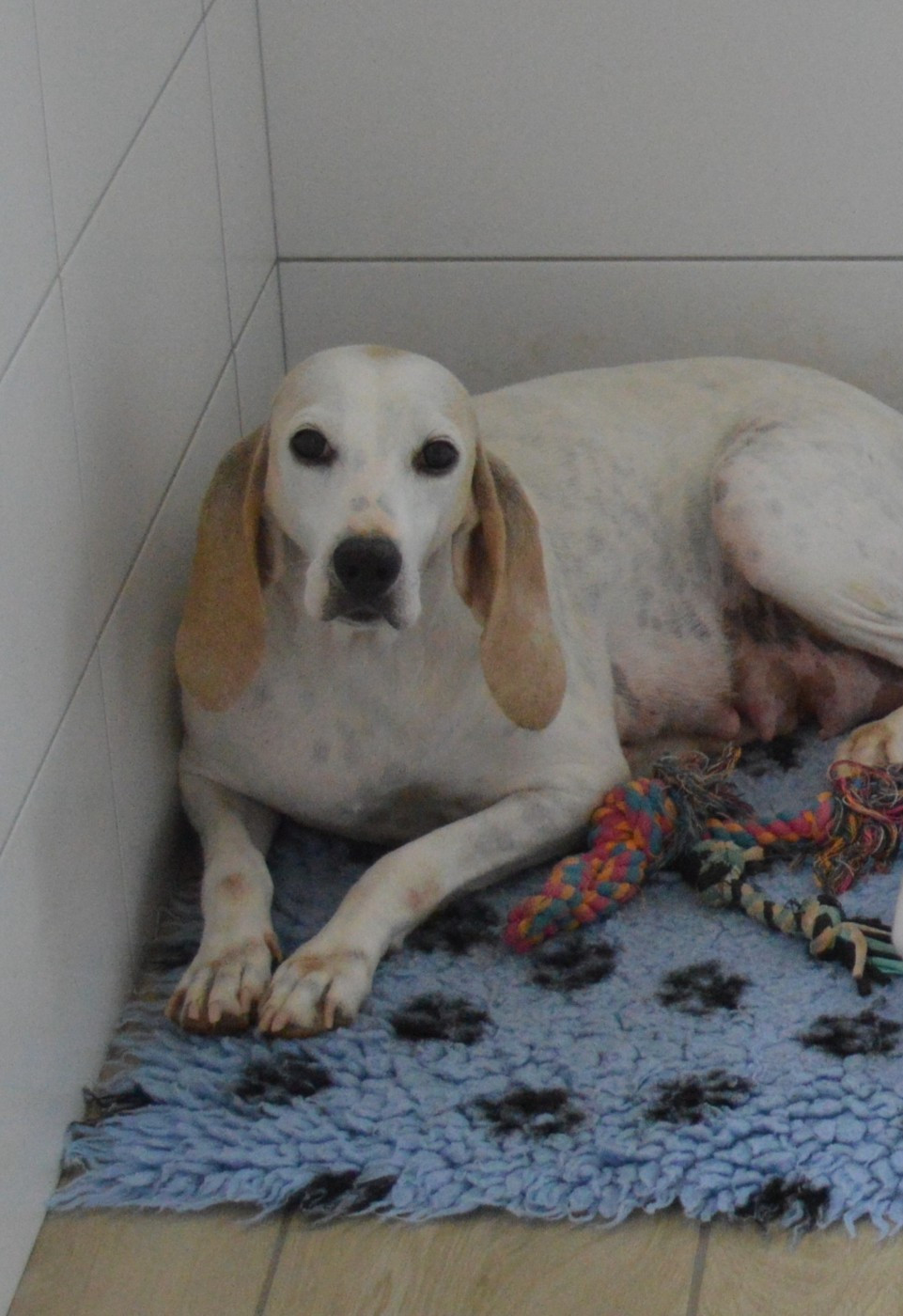 Symphonie du Pays des Maîtres Sonneurs