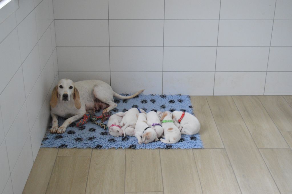 Chiot Porcelaine Du Bois Mulet